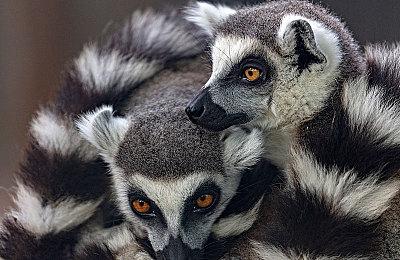 休闲模拟游戏《ASMR美食体验》上线Steam 支持中文